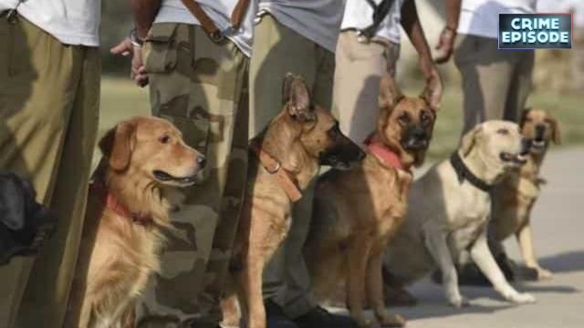सुरक्षा के मौन प्रहरी: दिल्ली पुलिस का डॉग स्क्वॉड 2025 !