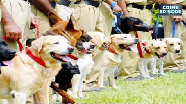 सुरक्षा के मौन प्रहरी: दिल्ली पुलिस का डॉग स्क्वॉड 2025 !